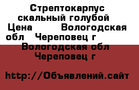 Стрептокарпус скальный голубой › Цена ­ 50 - Вологодская обл., Череповец г.  »    . Вологодская обл.,Череповец г.